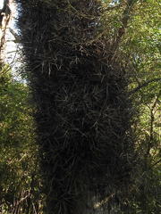 Gleditsia amorphoides