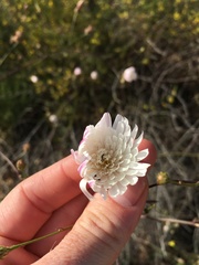 Malacothrix saxatilis