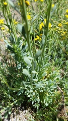 Senecio subumbellatus