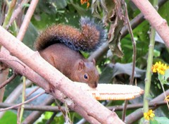 Sciurus deppei