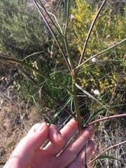 Malacothrix saxatilis