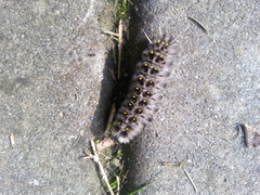 Lophocampa roseata