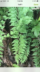 Myriopteris alabamensis image