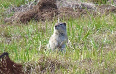 Urocitellus beldingi