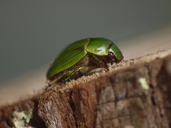 Stethaspis suturalis