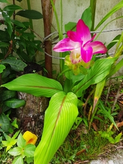 Curcuma zedoaria