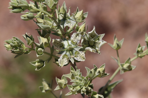 Image of Frasera parryi by (c) Millie Basden, some rights reserved (CC BY)