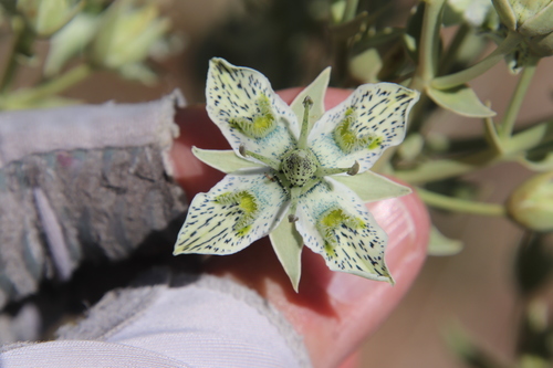 Image of Frasera parryi by (c) Millie Basden, some rights reserved (CC BY)