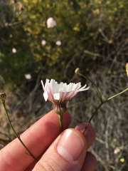 Malacothrix saxatilis