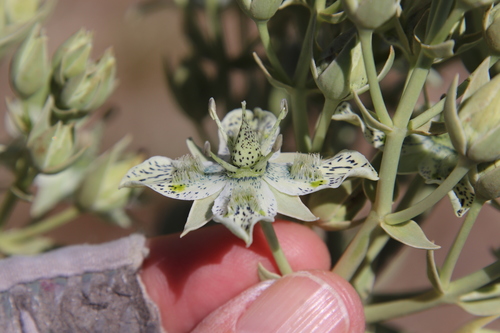 Image of Frasera parryi by (c) Millie Basden, some rights reserved (CC BY)