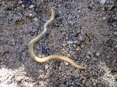 Geophilus regnans