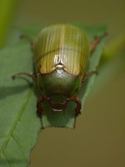 Stethaspis suturalis