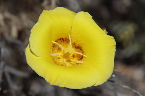 Image of Calochortus concolor by (c) Millie Basden, some rights reserved (CC BY)