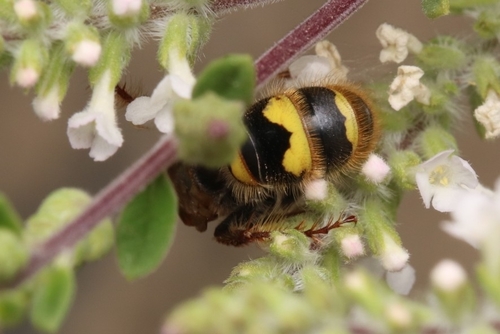 Xanthocampsomeris completa