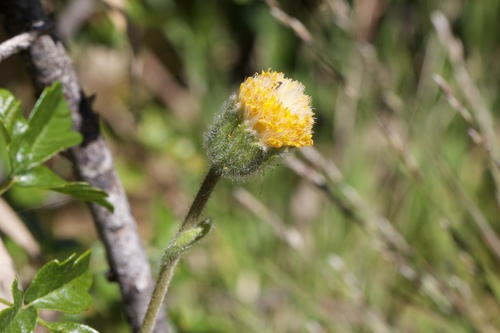 Rayless arnica (Arnica discoidea)