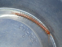 Scolopocryptops gracilis