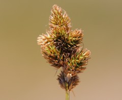 Carex subfusca