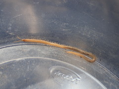 Geophilus regnans