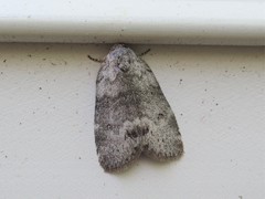 Polygrammate cadburyi
