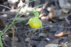 Calochortus pulchellus