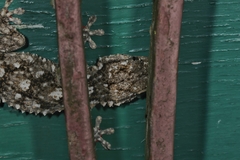 Tarentola mauritanica