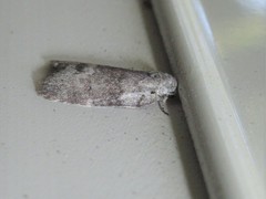 Polygrammate cadburyi