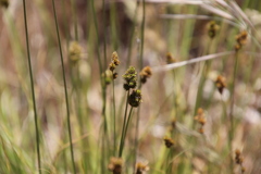 Carex subfusca