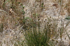 Carex subfusca
