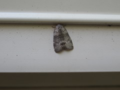 Polygrammate cadburyi