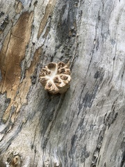 Cerioporus squamosus