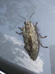 Chrysochroinae