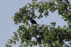 Euphagus cyanocephalus