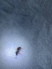 Auplopus mellipes