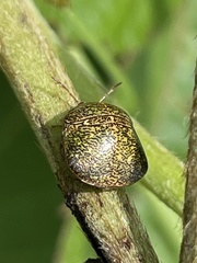 Megacopta punctatissima