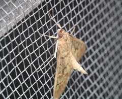 Diacme elealis