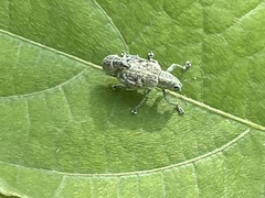 Eugnathus distinctus