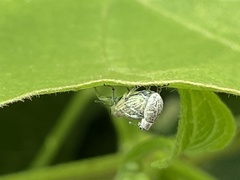 Eugnathus distinctus