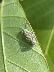 Eugnathus distinctus