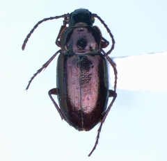 Trachypachus