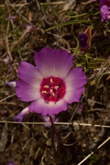 Clarkia gracilis tracyi