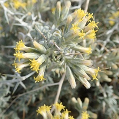 Tetradymia nuttallii