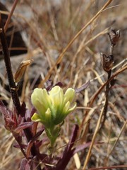 Castilleja affinis neglecta