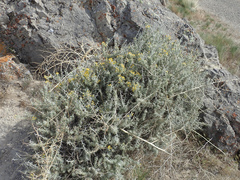 Tetradymia nuttallii