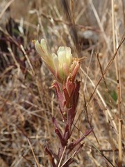 Castilleja affinis neglecta