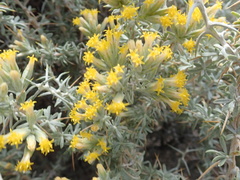 Tetradymia nuttallii
