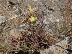 Castilleja affinis neglecta