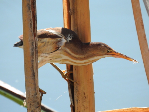 Ixobrychus exilis image