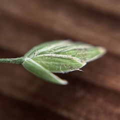 Poa sylvestris