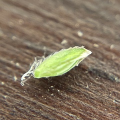 Poa sylvestris