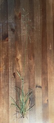 Poa sylvestris